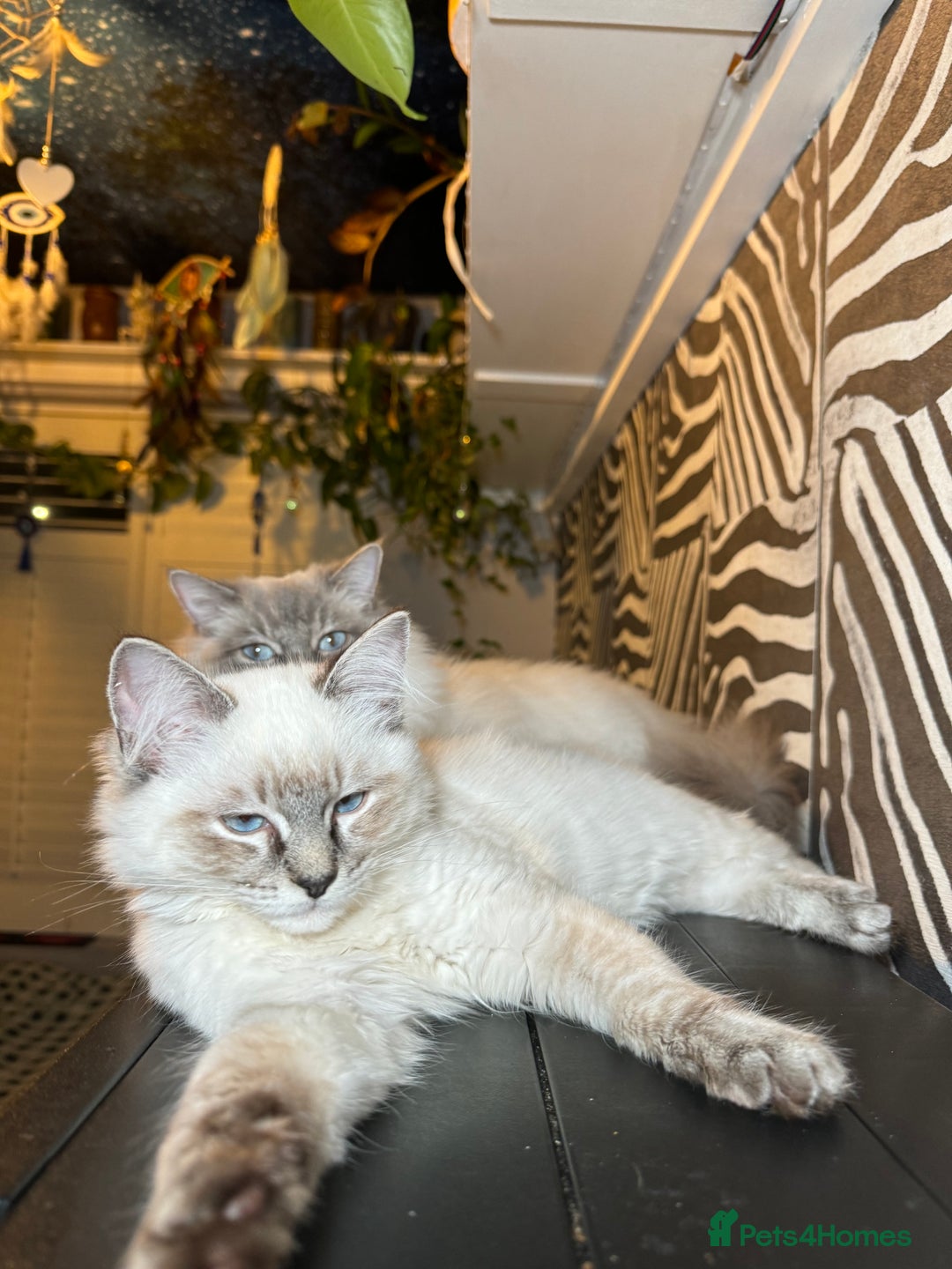 Ragdoll cats for sale: 2 Ragdoll babies available… NOW  - Advert 17