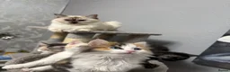 Mixed Breed cats for sale: Mixed Breed/Ragdoll Kittens for Sale  - Advert 9