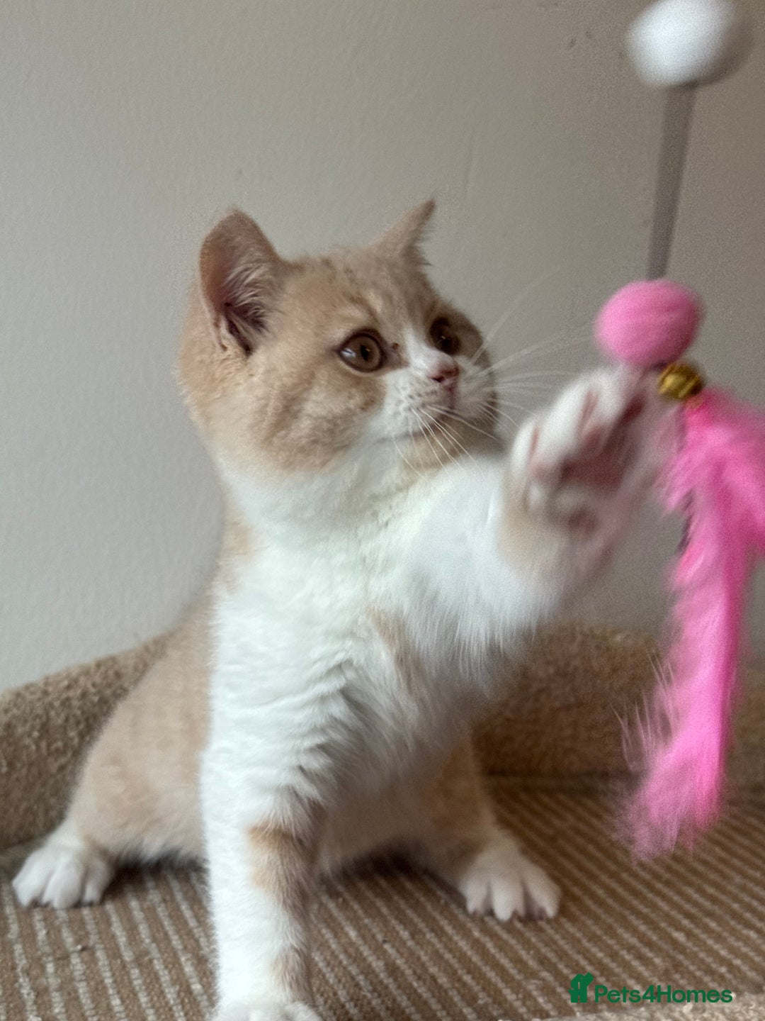 British Shorthair cats for sale: ChampionLine🏆🏆🏆Bicolour British Shorthair💙💙💖 - Advert 13