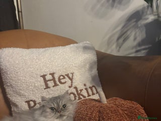 Persian cats Gorgeous Female Persian - Advert 2