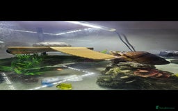 Turtle reptiles for sale: Male and female musk turtles  - Image 4