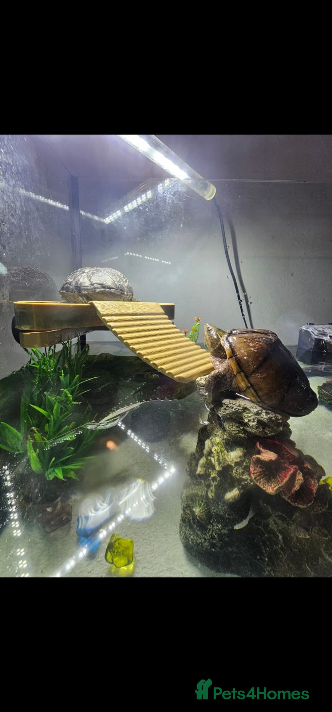 Turtle reptiles for sale: Male and female musk turtles  - Image 4