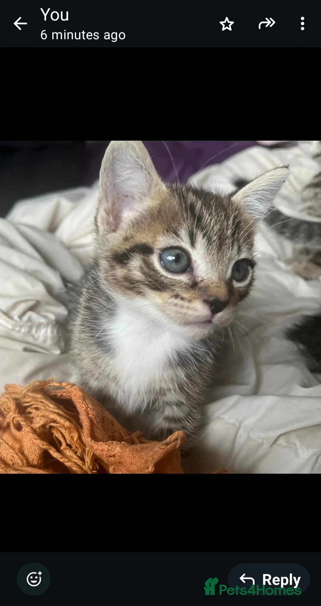 Bengal cats for sale: STUNNING MIXED BENGAL BOY & GIRL!  - Advert 6