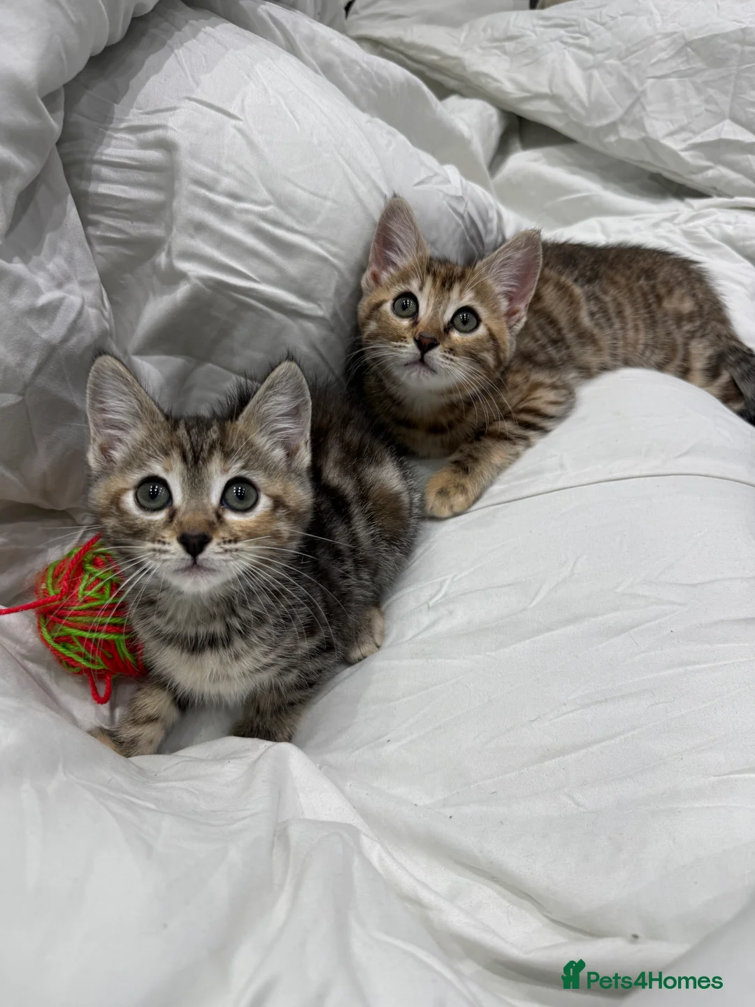 Mixed Breed cats for sale: cute tabby kittens - Advert 8