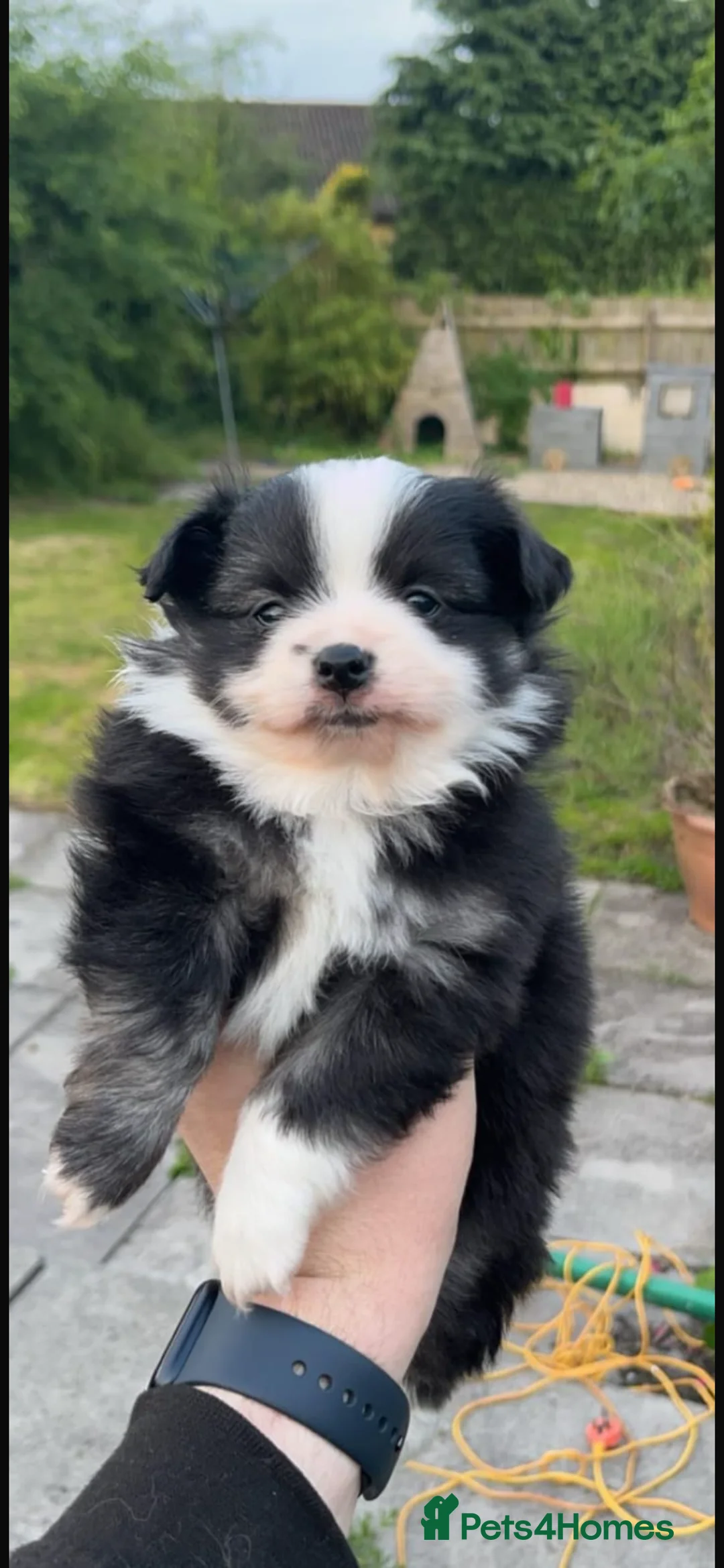 Pomeranian dogs for stud: 2kg, KC Registered, Proven, Pomeranian  in Cardiff - Advert 40