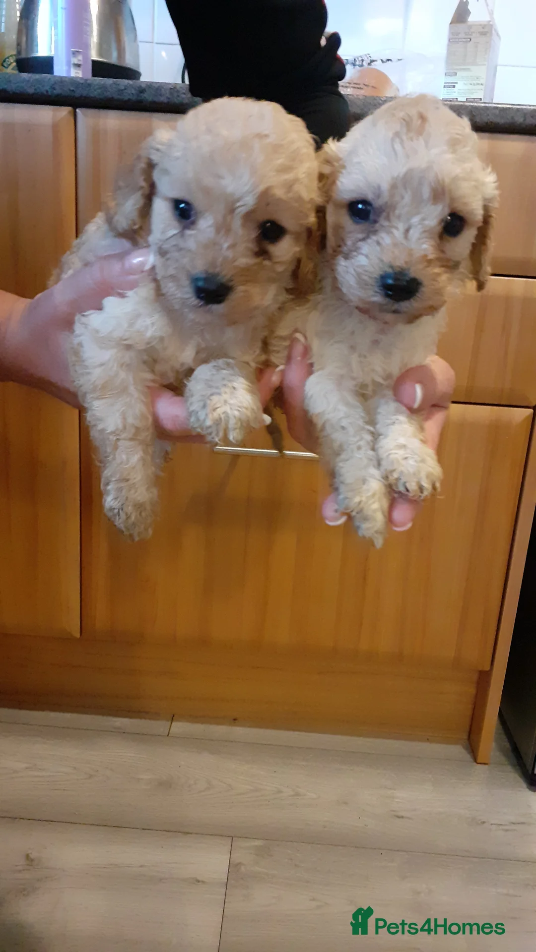Cavapoo dogs for sale: Cavapoo pups for sale - Advert 4