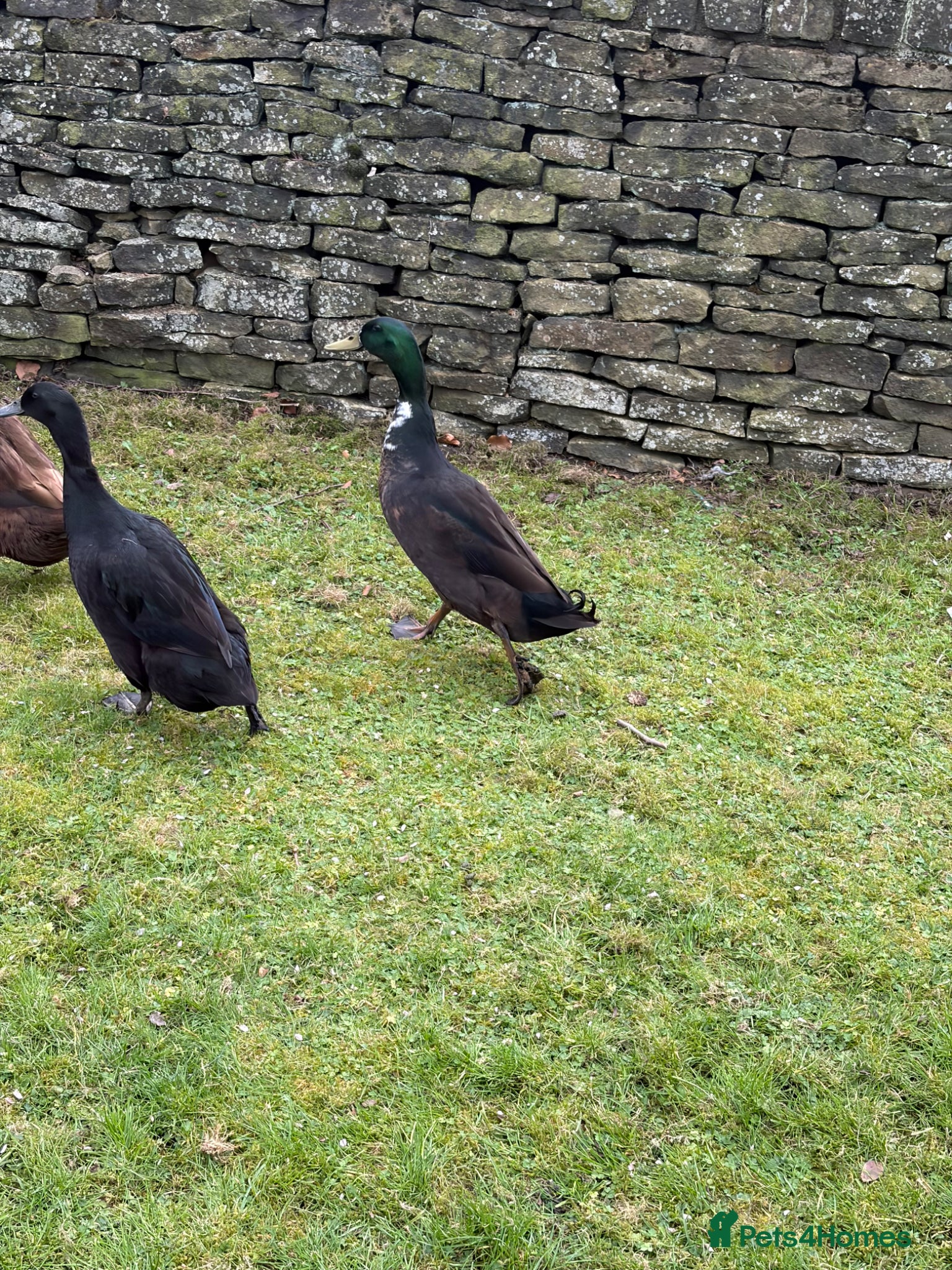 Ducks poultry Male Drake Runner Duck. Free to good home - Advert 1