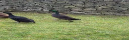 Ducks poultry for sale: Male Drake Runner Duck. Free to good home in Rochdale - Advert 1