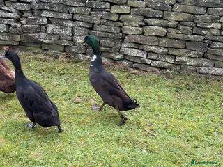 Ducks poultry Male Drake Runner Duck. Free to good home - Advert 1