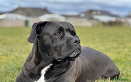 Cane Corso dogs for sale: Yuki X Aries Russian Champ Bloodline Puppies - Image 4