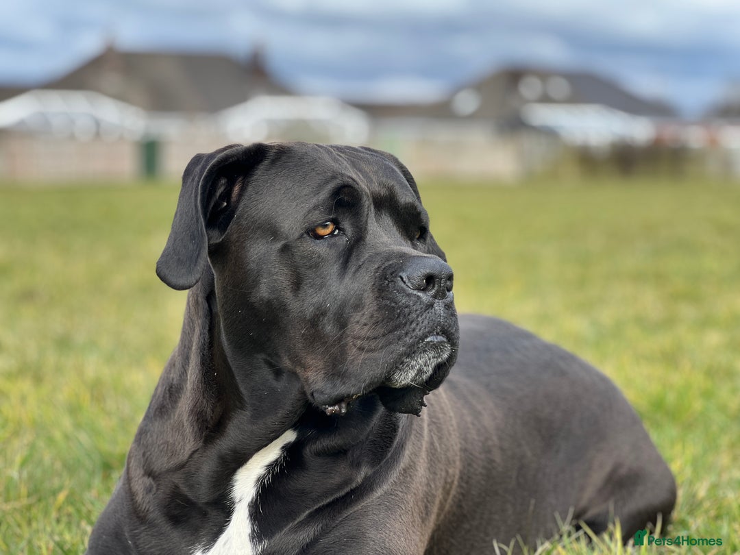 Cane Corso dogs for sale: Yuki X Aries Russian Champ Bloodline Puppies - Image 4