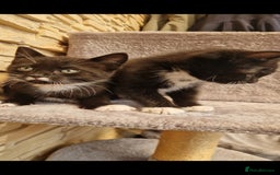 Mixed Breed cats for sale: Kittens😺 - Image 13