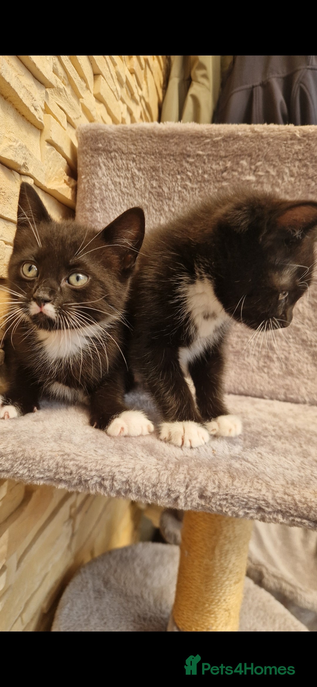 Mixed Breed cats for sale: Kittens😺 - Image 13