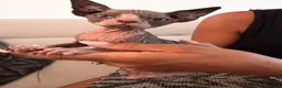 Sphynx cats for sale: Tica registered sphynx kittens  - Advert 14