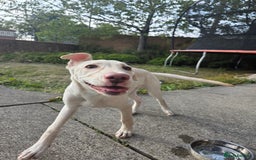 Mixed Breed dogs for sale: Reluctant sale - Image 5