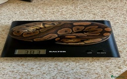 Python Snake reptiles for sale: CB24 Royal Pythons for sale  in Walton-on-Thames - Image 3