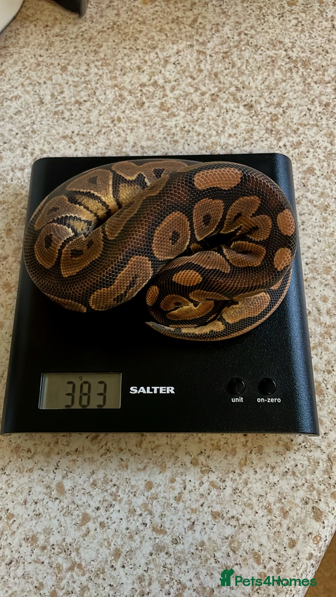Python Snake reptiles for sale: CB24 Royal Pythons for sale  in Walton-on-Thames - Image 3