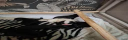 Mixed Breed dogs for sale: Sprockerpoo puppys for sale - Advert 9