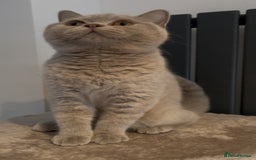 British Shorthair cats for sale: LILAC BRITISH SHORTHAIR FEMALE  GCCF ACTIVE - Image 3