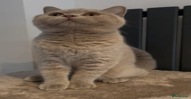 British Shorthair cats - Advert 8