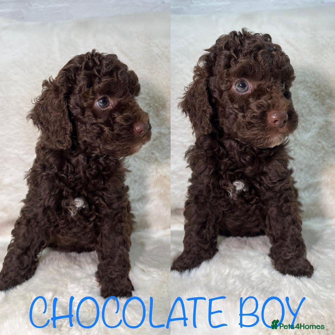 Cavapoochon dogs for sale: BEAUTIFUL CAVAPOOCHON PUPPYS HEALTH TESTED - Advert 14