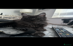 Maine Coon cats for sale: Maincoon kittens  - Image 10