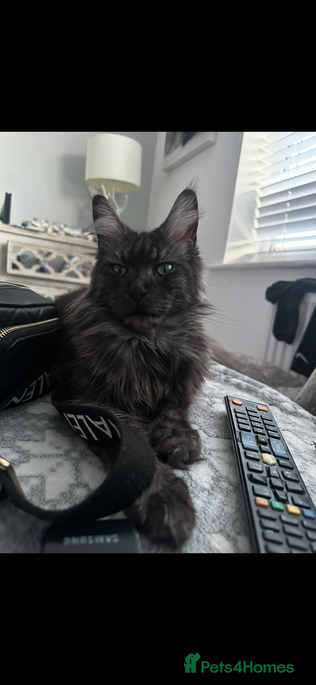 Maine Coon cats for sale: Maincoon kittens  - Image 10