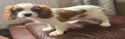 Cavalier King Charles Spaniel dogs for sale: Very active and super sweet boy is ready to go - Advert 19
