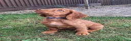 Cocker Spaniel dogs for sale: KC REG RED WORKING COCKER SPANIEL - Advert 4