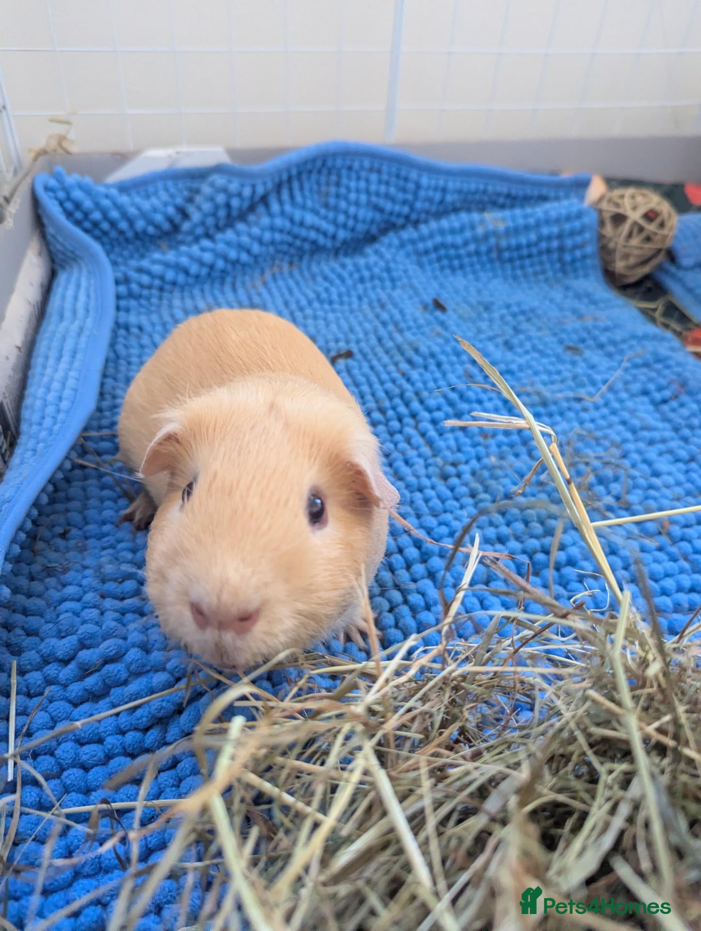 Guinea Pig rodents 2x male guinea pigs with cage - Advert 2
