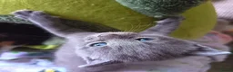 Mixed Breed cats for sale: Beautiful grey female kitten  - Advert 9