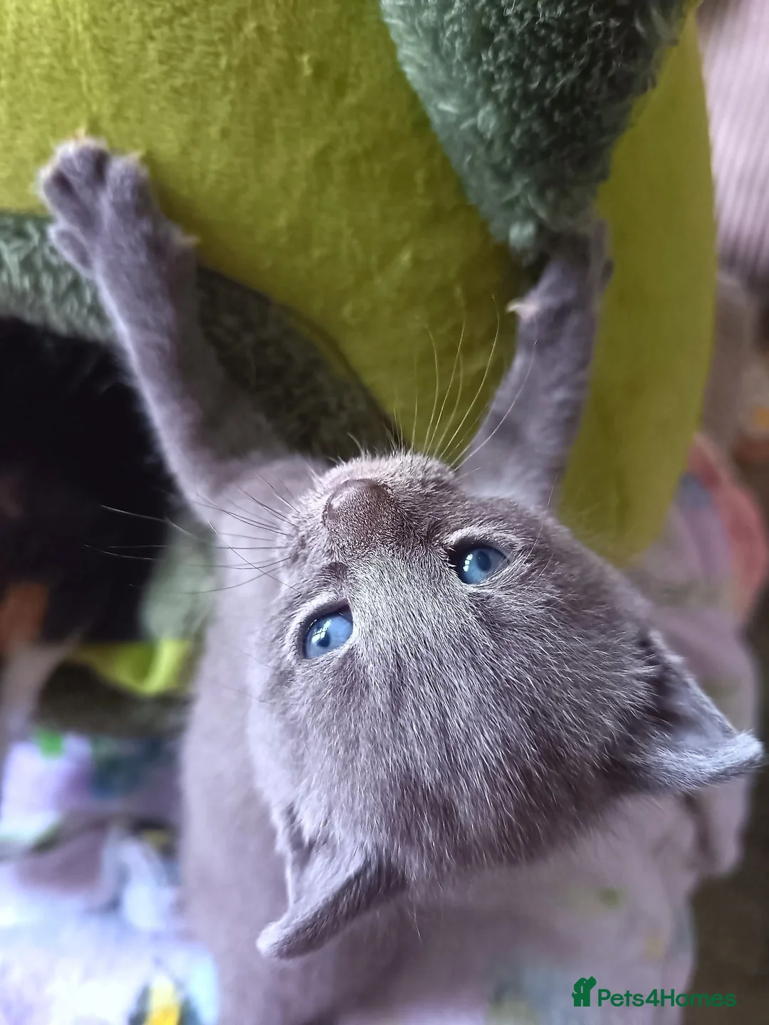Mixed Breed cats for sale: Beautiful grey female kitten  - Advert 9