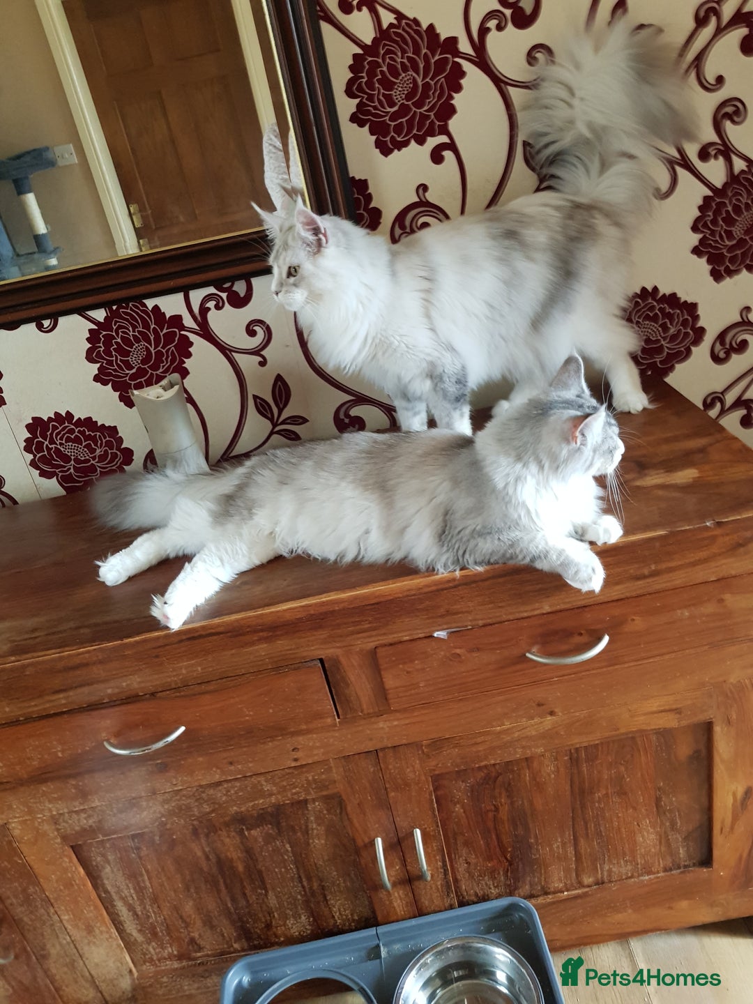 Maine Coon cats for sale: 2 stunning pure bread maine coon kittens  - Advert 2