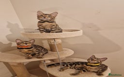 Bengal cats for sale:  🌟 Stunning Bengal Kittens  🌟 🥰🥰 - Image 2