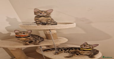 Bengal cats - Advert 6