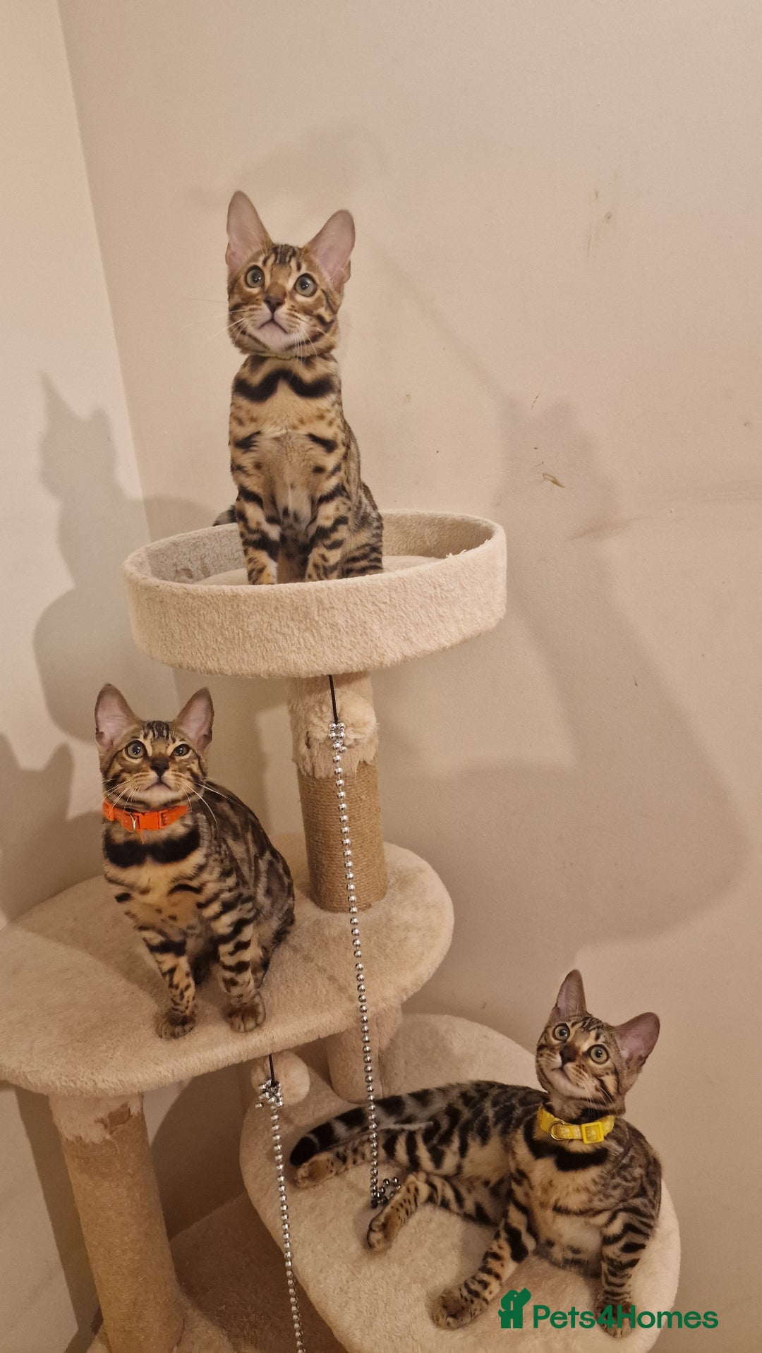 Bengal cats for sale:  🌟 Stunning Bengal Kittens  🌟 🥰🥰 - Image 2