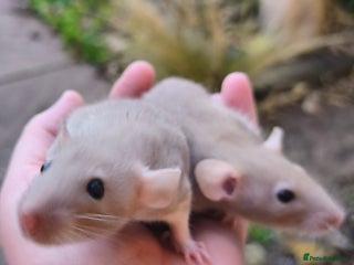 Rat rodents Beautiful male and female Dumbo rats - Advert 3