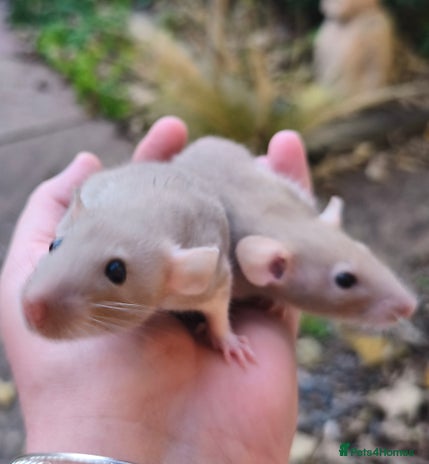 Rat rodents - Advert 1