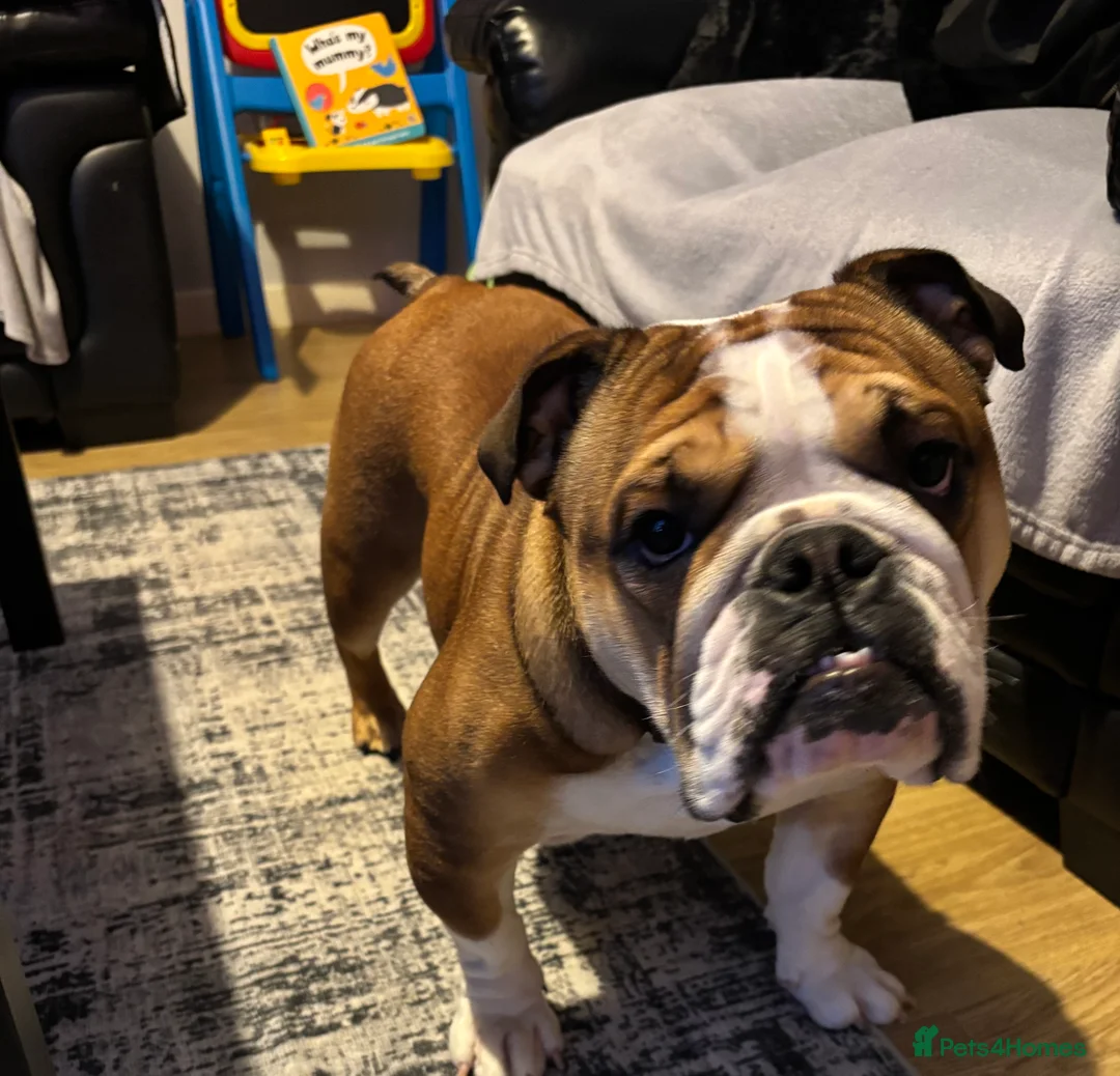 English Bulldog dogs for sale: English bulldog standard  - Advert 3