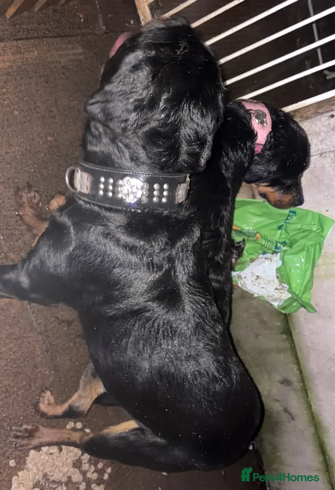 Rottweiler dogs for stud: Rottweiler stud  - Advert 15