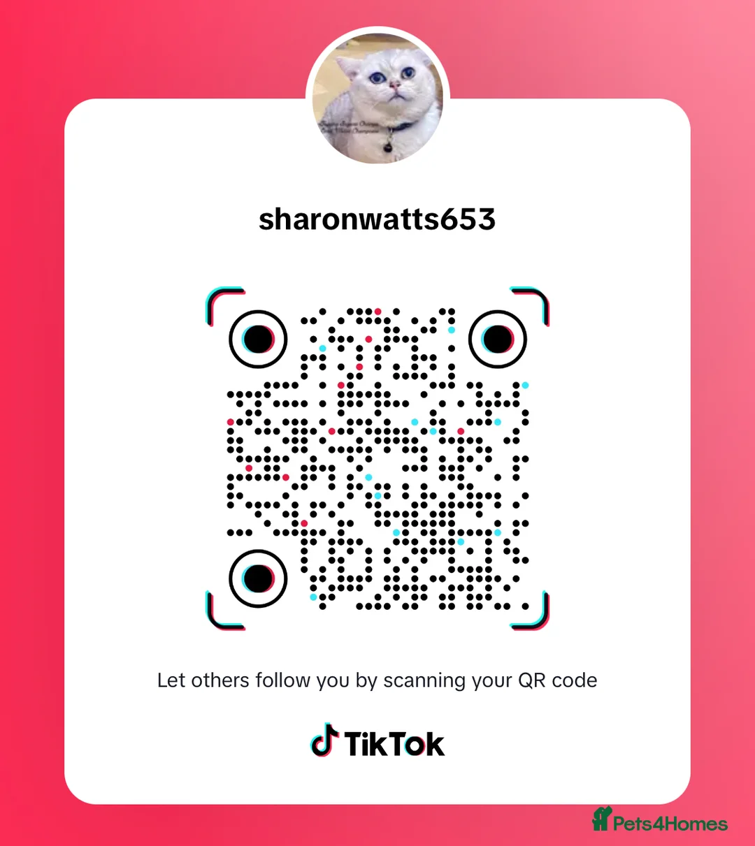 British Shorthair cats for stud: 🏆🥇Outstanding Champion GCCF/TICA stud 🥇🏆 in Dartford - Advert 7