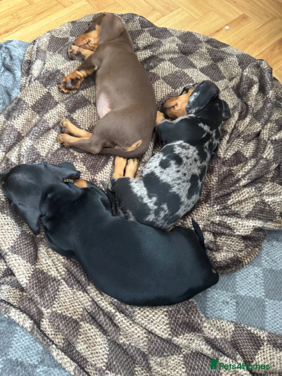 Dachshund dogs for sale: Stunning Black and Tan smooth haired miniature  - Advert 2