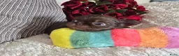 Chihuahua dogs for sale: Xx quality chocolate longcoat chihuahua puppies Xx - Advert 23
