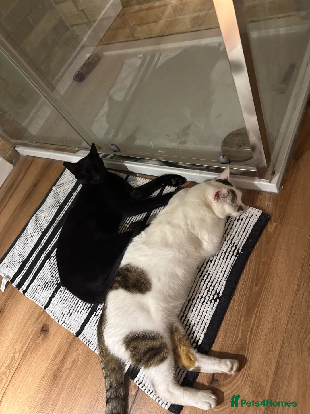 Domestic Shorthair cats for sale: 🐾 Meet Enzo – Your Future Best Friend 🐾 - Advert 6
