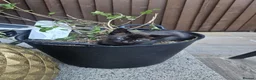 Mixed Breed cats for sale: Black kitten - Advert 3