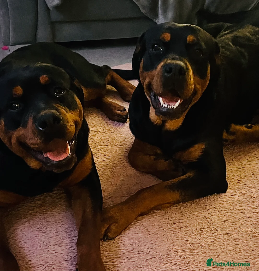 Rottweiler dogs for stud: MALE ROTTWEILER FOR STUD ONLY  - Advert 6