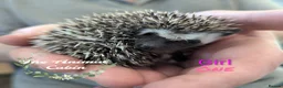 Pygmy Hedgehog rodents for sale: African pygmy hedgehogs, caresheets and tutorials! - Advert 5