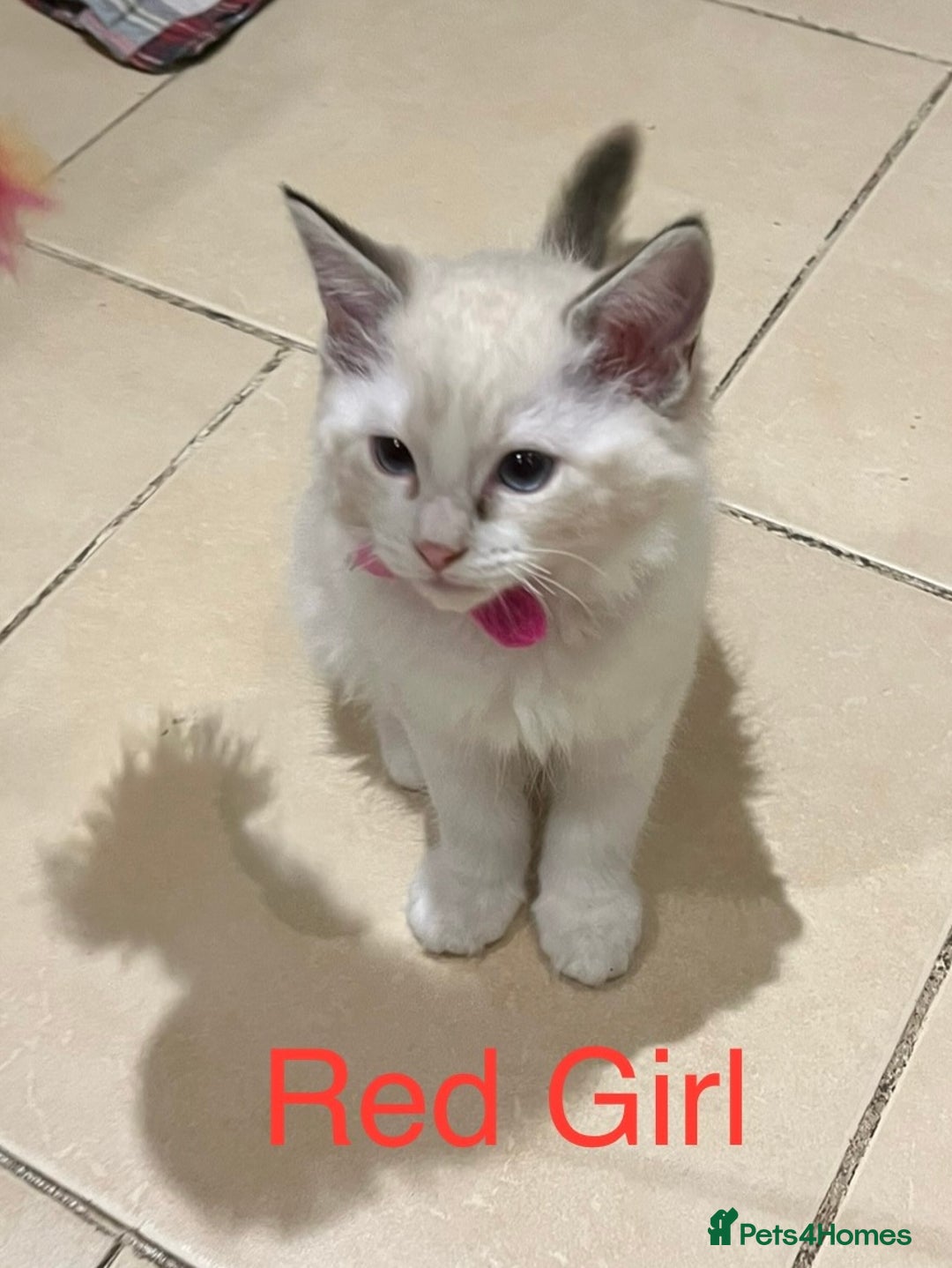 Ragdoll cats for sale: ❗️Charming Pure Ragdoll Kittens waiting love ❤️❗️ - Advert 31