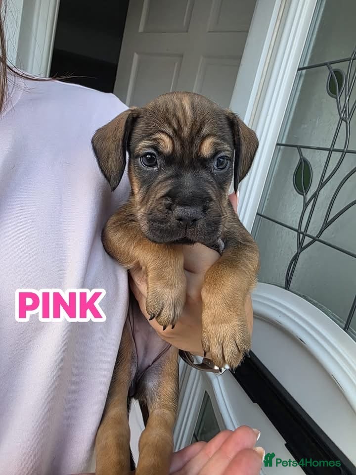 Mixed Breed dogs Sprocker spaniel x Frenchie-Pei  - Advert 12