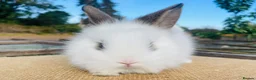 Lionhead rabbits for sale: Stunning double maned lionhead rabbits - Advert 3